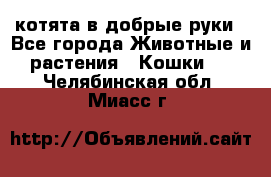 котята в добрые руки - Все города Животные и растения » Кошки   . Челябинская обл.,Миасс г.